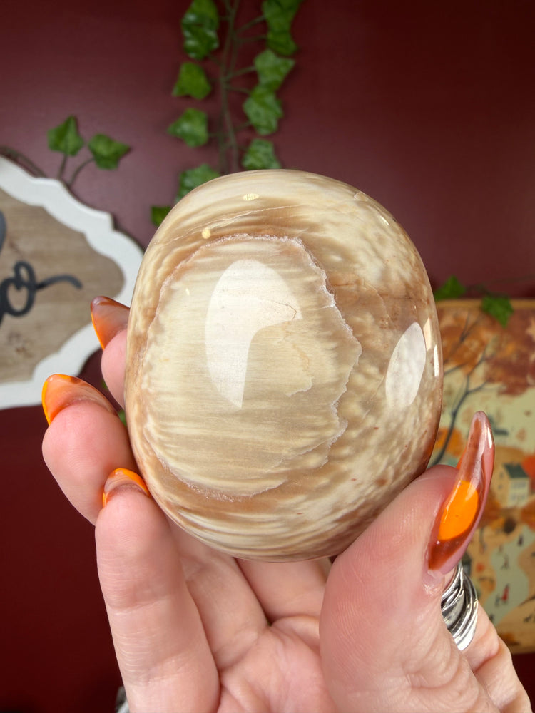 Petrified Wood Palm Stone