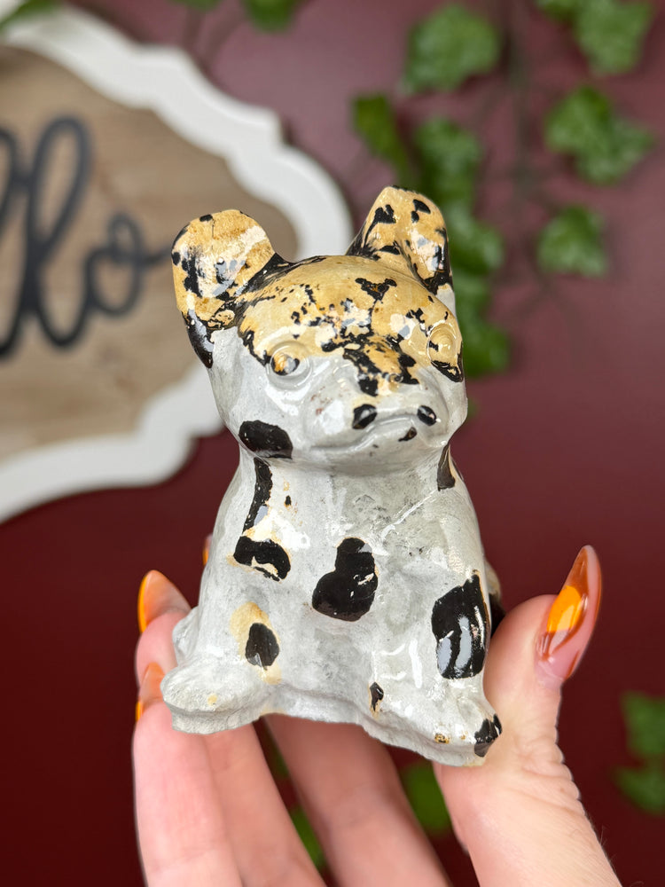 Picture Jasper Dog