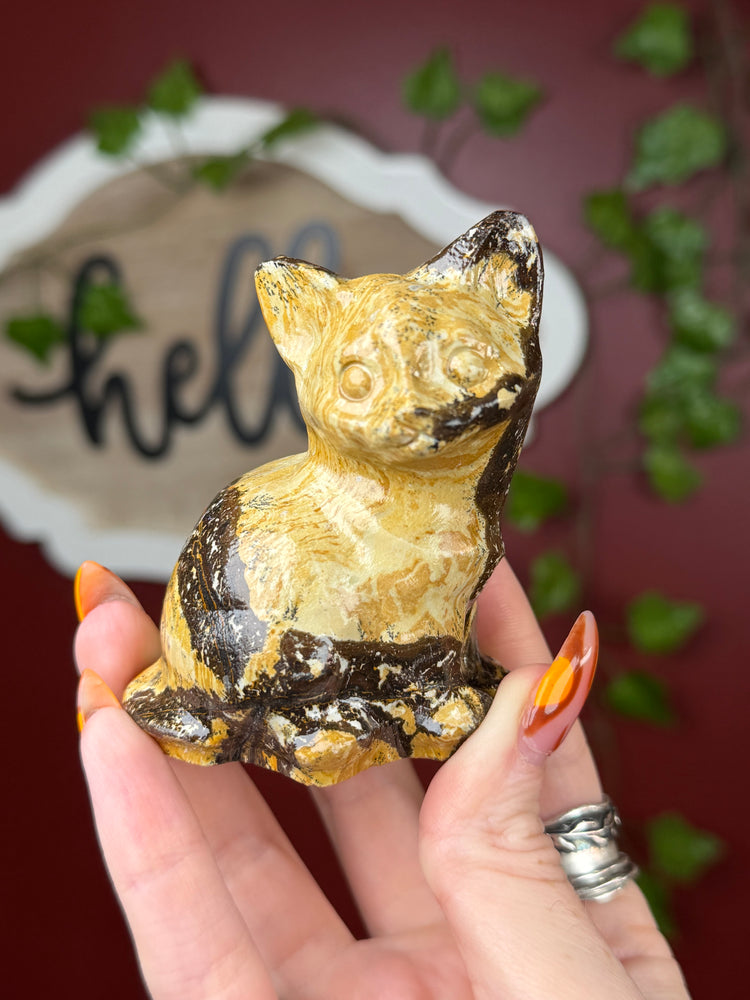 Picture Jasper Cat