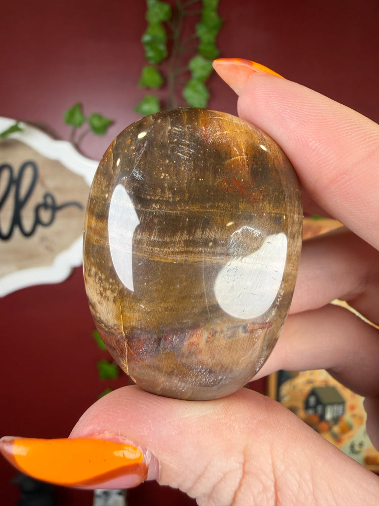 Petrified Wood Palm Stone